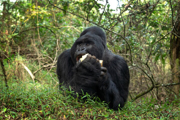Mountain gorillas in the Mgahinga national park. Rare gorillas are hiding in the forest. Gorillas...
