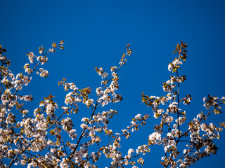 spring, blue clear sky, landscape, nature, flowering, blooming garden, sakura