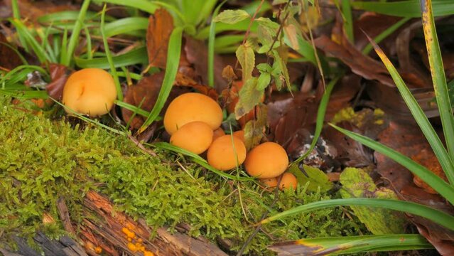 Many forest mushrooms that grow on the ground covered with moss. Autumn harvest of mushrooms in the forest