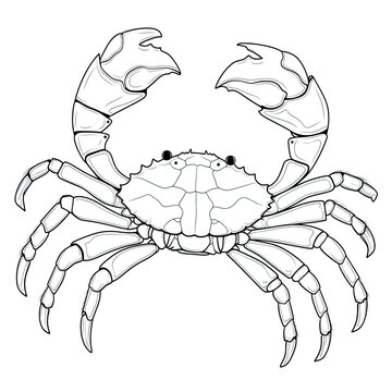 Coloring book for children depicting aspider crab