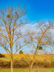 Misteln auf einer Weide