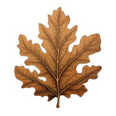 Oak leaf isolated on white background vector style illustration