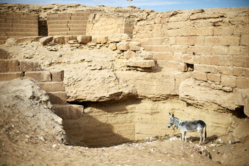A donkey standing near the shaft of and ancient tomb in the ruins of Saqqara, Egypt
