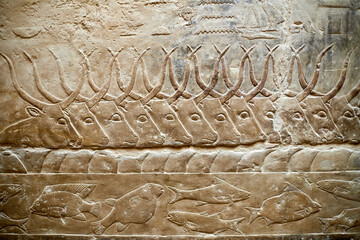 Cattle herd crossing the Nile - a scene from the V Dynasty mastaba of Idut, Saqqara, Egypt