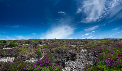 flowering heath