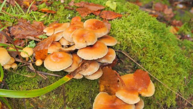 Many forest mushrooms that grow on the ground covered with moss. Autumn harvest of mushrooms in the forest