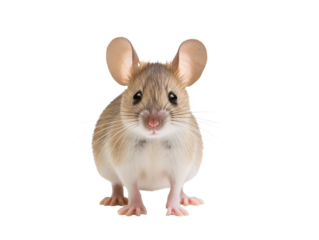 a close up of a mouse