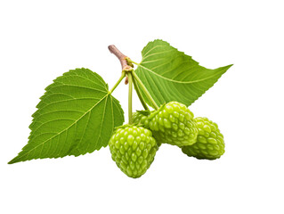 a glass cup of tea with a lemon slice and cinnamon sticks
