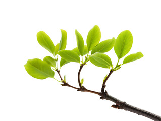 Obraz premium a green plant growing out of dirt