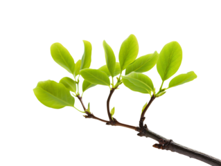 a green plant growing out of dirt