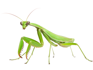 a monkey with a white face