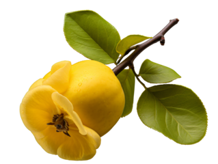 a yellow fruit on a branch