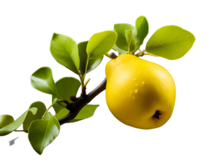 a yellow fruit and a flower