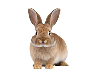 a rabbit with long ears