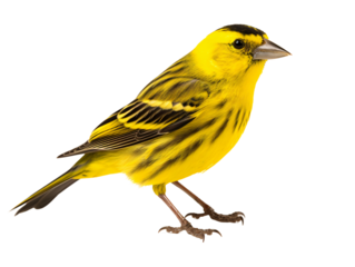 a lizard with a long tail