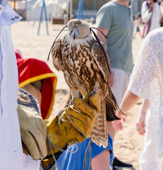 man holding White and Beige Falcon with a leather glove.