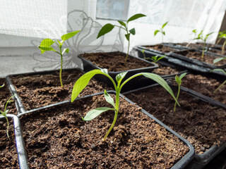 Small, green home-grown pepper plant growing in a plastic pots on a window sill in bright sunlight. Indoor gardening and germinating seedlings. Food growing from seeds