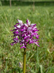 Military orchid (Orchis militaris) with the inflorescence that forms a purplish dense cone consisting of many lilac flowers