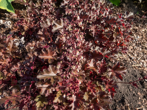 Coral Bells (Heuchera) 'Chocolate ruffles' with chocolate coloured leaves flowering with creamy white flowers