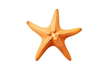 Coastal Wonder: A Stunning Starfish Gracing Ocean Depths - Isolated on Transparent Background