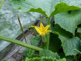 Tiny green cucumber forming and maturing from a yellow flower on a green cucumber plant (Cucumis sativus) in a greenhouse in summer