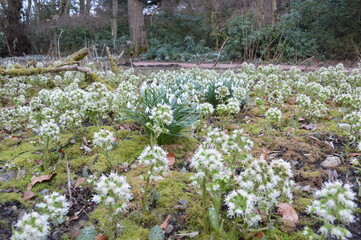 Snowdrops and butterbur sprout blooming sprout by the river