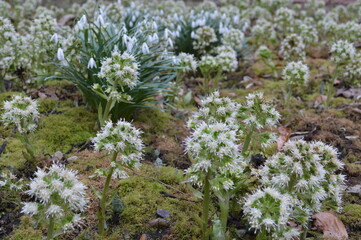 Snowdrops and butterbur sprout blooming sprout in spring time