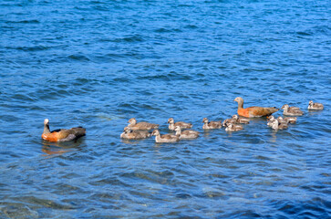 Family of goose swimming in the lake
