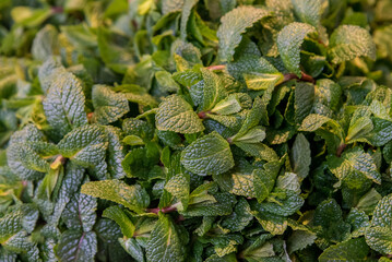 Peppermint, an aromatic perennial herb