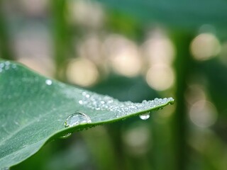 water, leaf, drop, dew, nature, rain, grass, plant, drops, macro, wet, droplet, spring, environment, summer, leaves, raindrop, closeup, fresh, flora, morning, garden, green, growth, freshness