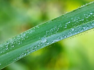 water, leaf, drop, dew, nature, rain, grass, plant, drops, macro, wet, droplet, spring,...