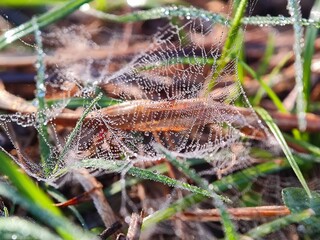water, leaf, drop, dew, nature, rain, grass, plant, drops, macro, wet, droplet, spring, environment, summer, leaves, raindrop, closeup, fresh, flora, morning, garden, green, growth, freshness