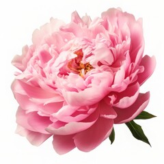 Vibrant pink peony flower in full bloom