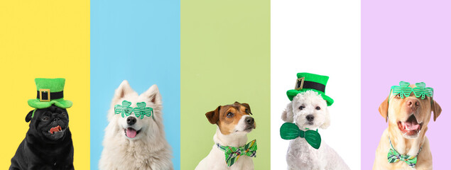 Collage of different dogs on color background. St. Patrick's Day celebration