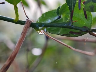 water, leaf, drop, dew, nature, rain, grass, plant, drops, macro, wet, droplet, spring, environment, summer, leaves, raindrop, closeup, fresh, flora, morning, garden, green, growth, freshness