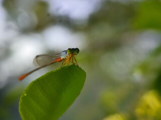 insect, nature, dragonfly, macro, green, bug, animal, leaf, fly, wildlife, grasshopper, closeup, wings, grass, wing, summer, butterfly, fauna, plant, wild, dragon, black, spider, flower