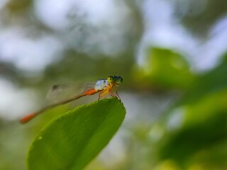 insect, nature, dragonfly, macro, green, bug, animal, leaf, fly, wildlife, grasshopper, closeup, wings, grass, wing, summer, butterfly, fauna, plant, wild, dragon, black, spider, flower