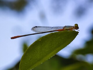 insect, nature, dragonfly, macro, green, bug, animal, leaf, fly, wildlife, grasshopper, closeup, wings, grass, wing, summer, butterfly, fauna, plant, wild, dragon, black, spider, flower