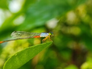 insect, nature, dragonfly, macro, green, bug, animal, leaf, fly, wildlife, grasshopper, closeup, wings, grass, wing, summer, butterfly, fauna, plant, wild, dragon, black, spider, flower