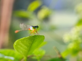 insect, nature, dragonfly, macro, green, bug, animal, leaf, fly, wildlife, grasshopper, closeup, wings, grass, wing, summer, butterfly, fauna, plant, wild, dragon, black, spider, flower