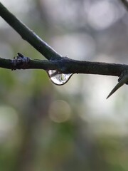 water, leaf, drop, dew, nature, rain, grass, plant, drops, macro, wet, droplet, spring, environment, summer, leaves, raindrop, closeup, fresh, flora, morning, garden, green, growth, freshness