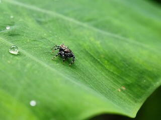 insect, nature, leaf, macro, bug, animal, beetle, closeup, wildlife, insects, spider, fly, plant, close-up, ant, wild, brown, flower, small, black, fauna, grass, summer, animals, cricket