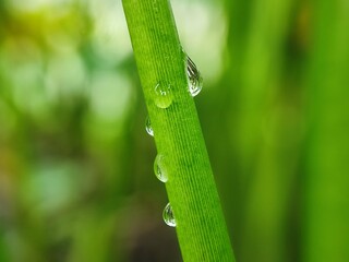 grass, water, dew, nature, drop, plant, leaf, macro, rain, drops, spring, summer, wet, close-up, meadow, garden, growth, morning, flora, leaves, fresh, green, closeup, freshness, raindrop