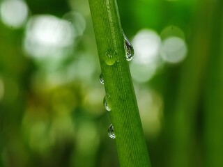 grass, water, dew, nature, drop, plant, leaf, macro, rain, drops, spring, summer, wet, close-up, meadow, garden, growth, morning, flora, leaves, fresh, green, closeup, freshness, raindrop