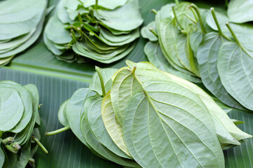 Green leaves of betel plant