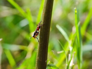 insect, beetle, bug, macro, nature, leaf, fly, animal, close-up, colorado, closeup, potato, summer, bee, pest, plant, animals, black, insects, wildlife, small, detail, close, garden, wing