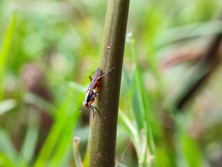 insect, beetle, bug, macro, nature, leaf, fly, animal, close-up, colorado, closeup, potato, summer, bee, pest, plant, animals, black, insects, wildlife, small, detail, close, garden, wing