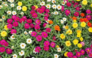 Zinnia flower in the garden