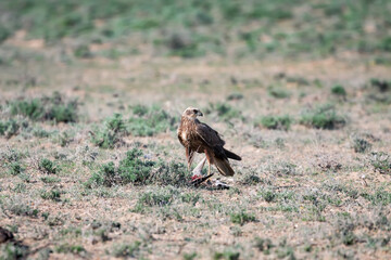 Marsh Harrier (Circus aeruginosus) female eating Northern shoveler (Anas clypeata), Kazakhstan 
