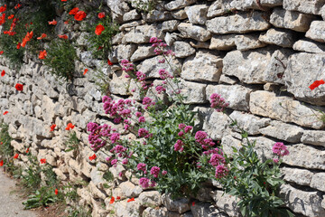 Mohnblume, Klatschmohn, Rote Spornblume: Rot blühende Mauerblumen auf einer Feldsteinmauer in der Provence, Frankreich - obrazy, fototapety, plakaty